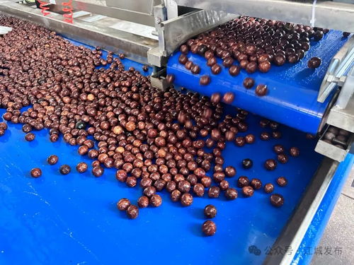 普洱江城堅果加工廠投入運營，氫氟酸應用引關注