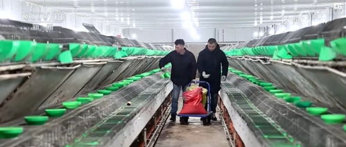 科技賦能創(chuàng)意農(nóng)業(yè) 衍生農(nóng)產(chǎn)品開發(fā)助力鄉(xiāng)村振興新畫卷